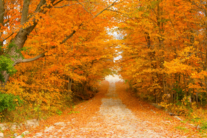 Orange Orange and More Orange