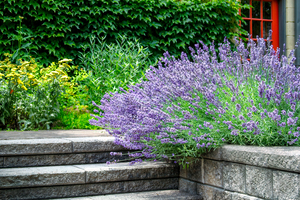 Lavender Near the Steps