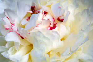 Peony Really Close Up
