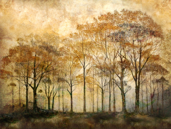 Trees in Morning Print