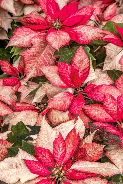 Christmas Plants - I Know - Too Soon by Thea Menagh