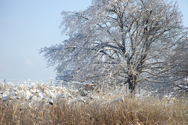The 2013 Ice Storm in Toronto Print