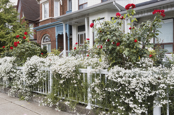 Little Italy Pride of Ownership Imprimer