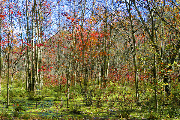 Holland Marsh Area Near Toronto by Thea Menagh