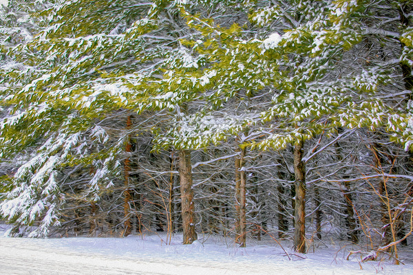 Cold Scotch Pines Imprimer