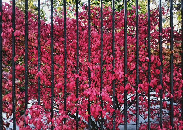 Burning Bush Behind Bars Digital Download