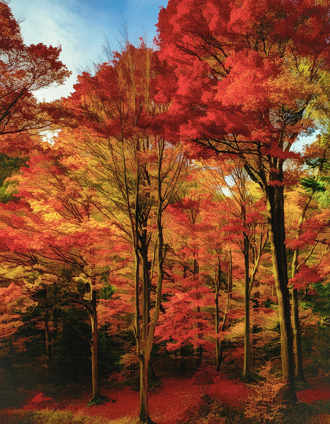 UNBELIEVABLE FOREST FOLIAGE Print