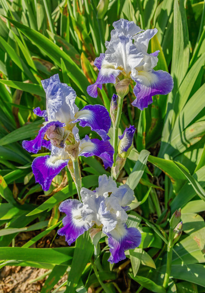 Stuck Up Irises by Thea Menagh