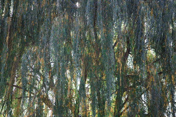 Weeping Willow Near a Stream Print