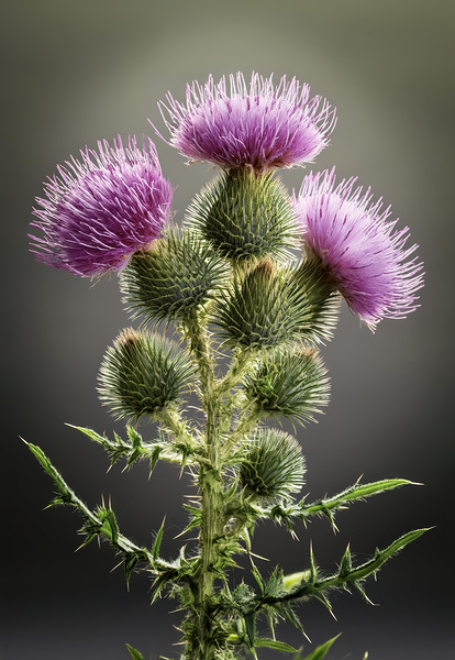 Scottish Thistle Digital Download