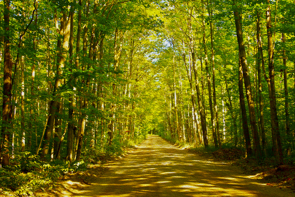Peaceful Bancroft Side Road Print