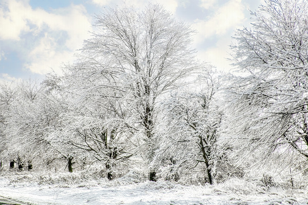 Wrapped in a Blanket of Ice Digital Download