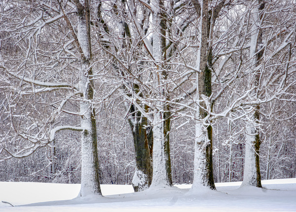 Always One Tree Out of place by Thea Menagh