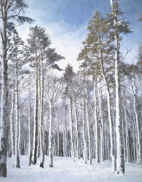 TALL PINES REACHING FOR THE SKY Imprimer