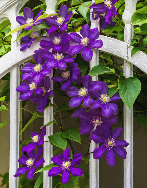 CLIMATIS ON THE TRELLIS Digital Download