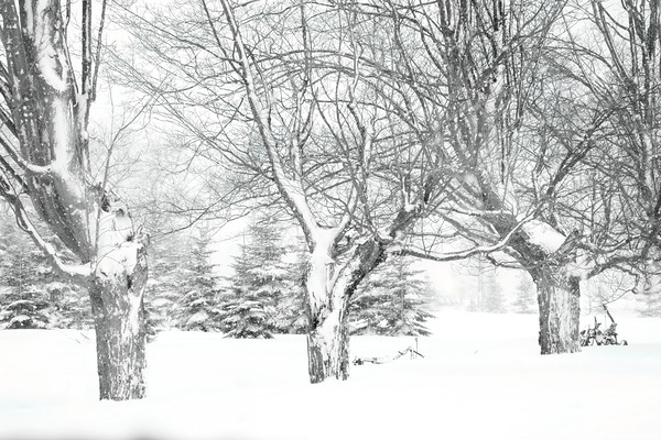 Some trees never give up Digital Download