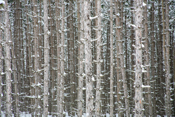 PRICKLY TOGETHERNESS Digital Download