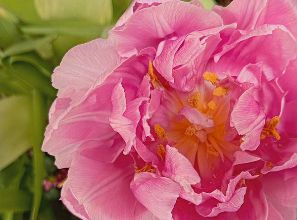 Pink Double Tulip Digital Download