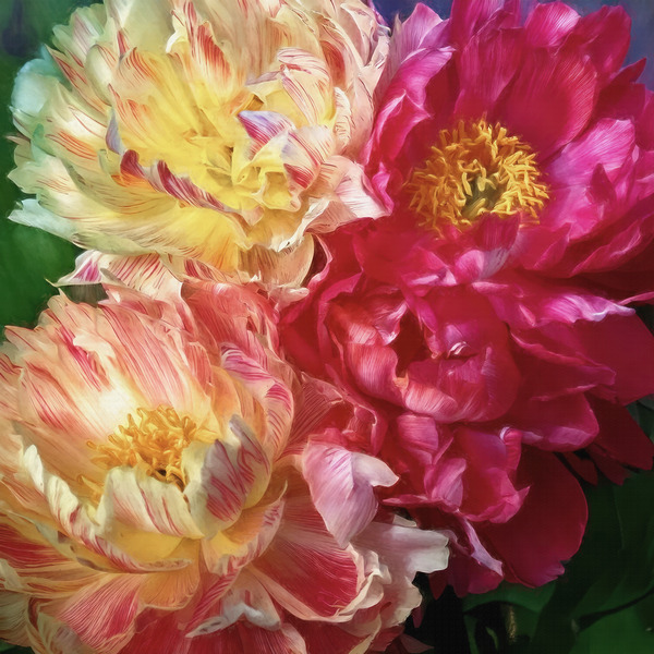 Soft As a Cloud Peonies Print