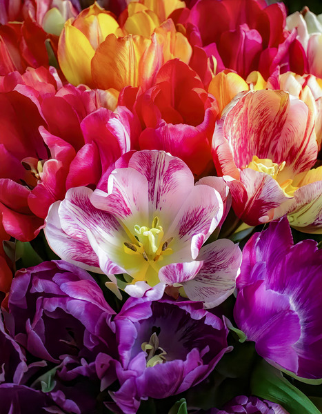 Tulips Come in All Colors Except Blue by Thea Menagh