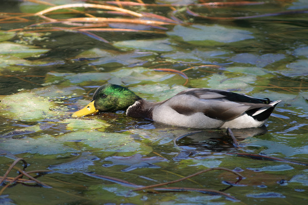 EATING GRASS IN PENNSYLVANIA POND Print