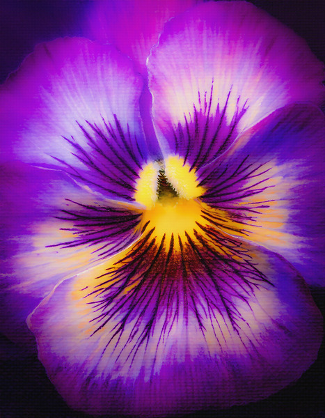 Purple and Yellow Mellow by Thea Menagh