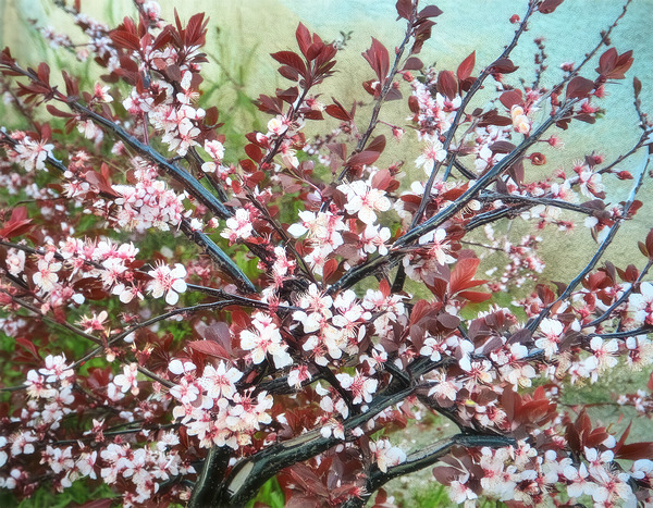 Cherry Blossoms in May by Thea Menagh