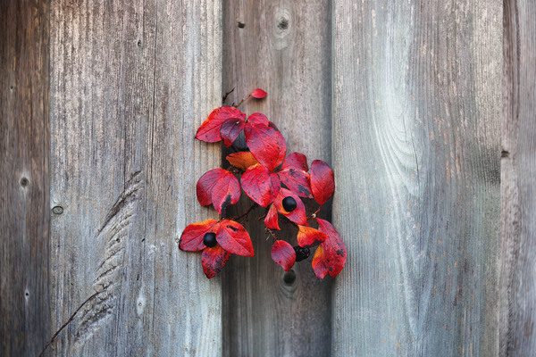 Back on Your Own Side Print