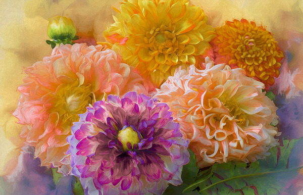 Dahlias Come in So Many Colours Digital Download