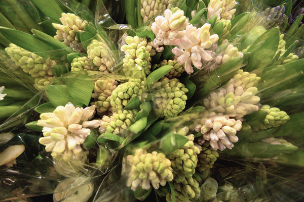 Hyacinths for the Kitchen Table by Thea Menagh