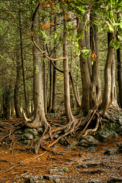 Beaver Valley Trippers Digital Download