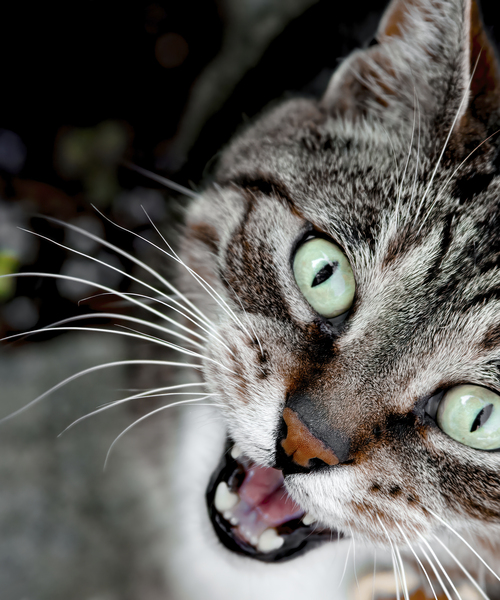 Chatty Cat Following Me by Thea Menagh