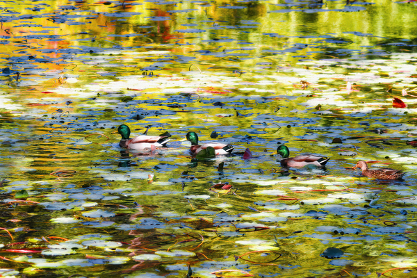 All My Ducks in a Row Print