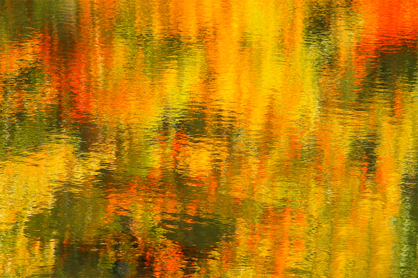Random Reflections of Fall Trees Print