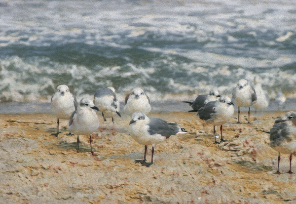 Seagull Dating Scene Print