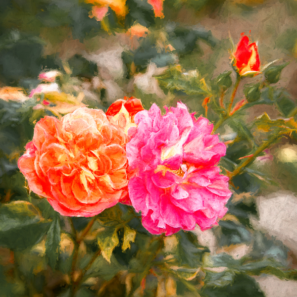 One Rose Bush - Different Colors Digital Download