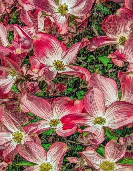 PINK FLOWERING DOGWOOD by Thea Menagh