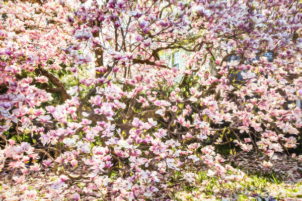 Magnolia Majesty by Thea Menagh