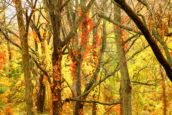 Strangled by Vines Print