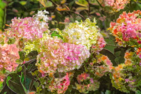 Hydrangeas in All Their Glory by Thea Menagh