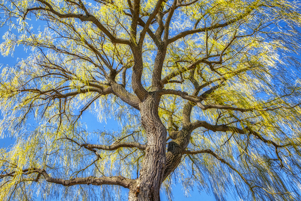 A Willow Awakening by Thea Menagh