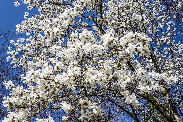 Mature Magnolia Mamma Digital Download