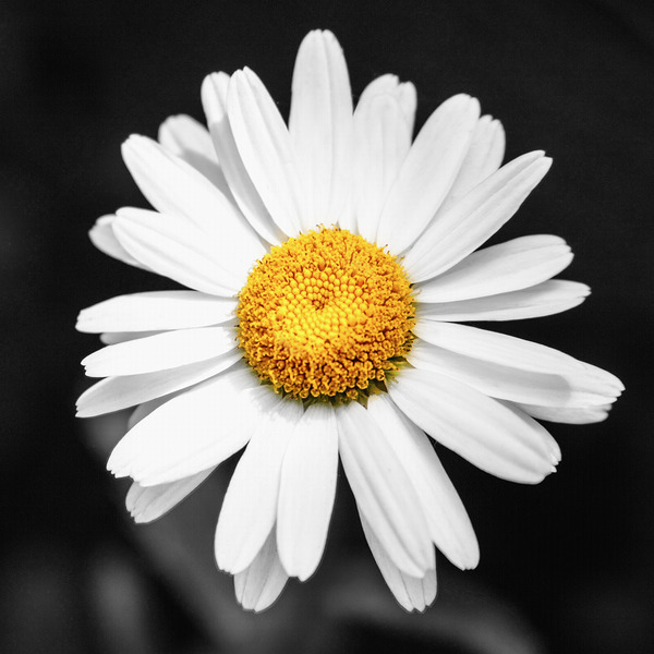 Lone Daisy in the Dark Print