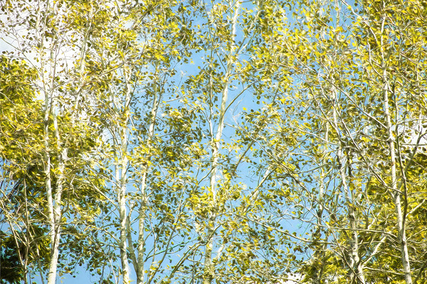 Aspen and Blue Skies