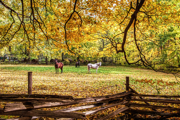 What are You Staring At Print