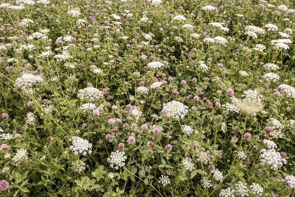 They Play So Well Together Print