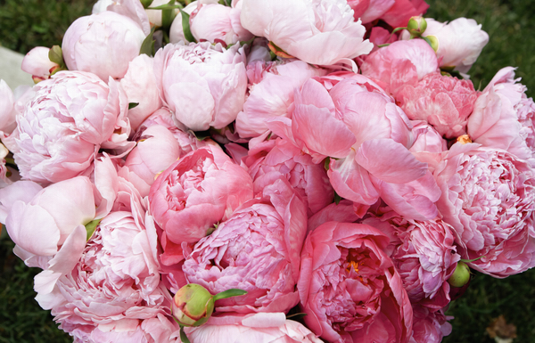 Peony Lovers Dream Digital Download