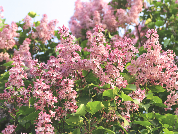 Pink Profusion of Lilacs Digital Download