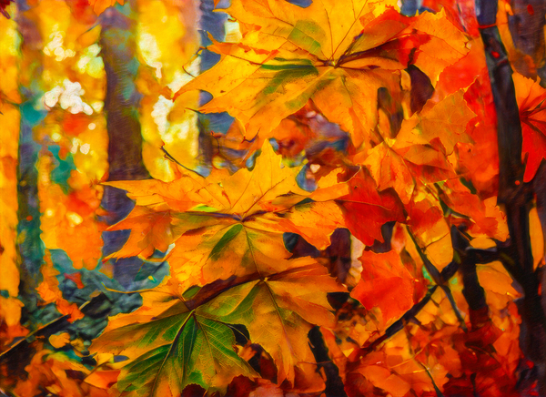 Colorful Fall Leaves in the Forest - 8 by Thea Menagh