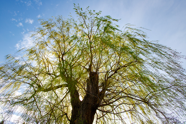 Healing of the Weeping Willow Tree by Thea Menagh
